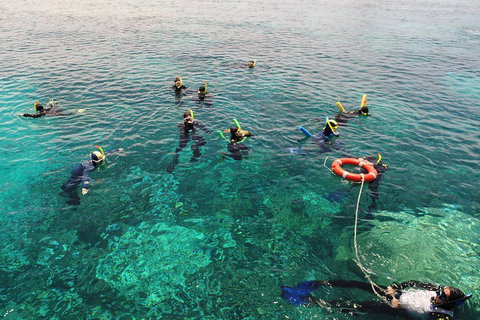 Seastar Luxury Outer Great Barrier Reef Island And Reef Tour From Cairns - Surfers Paradise Gold Coast 2