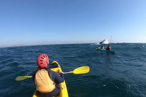 Kayaking With Dolphins In Byron Bay Guided Tour - Surfers Paradise Gold Coast 3