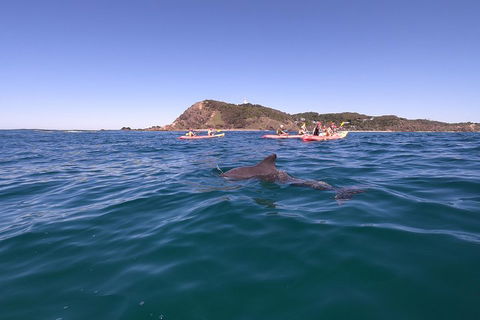 Kayaking With Dolphins In Byron Bay Guided Tour - Surfers Paradise Gold Coast 5