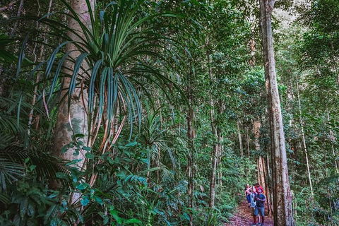 Atherton Tablelands Rain Forest By Night From Cairns - Surfers Paradise Gold Coast 0
