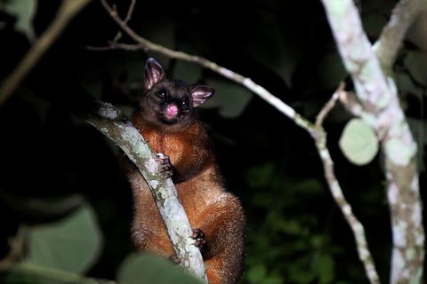 Atherton Tablelands Rain Forest By Night From Cairns - Surfers Paradise Gold Coast 4