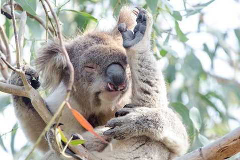 Great Ocean Road Reverse Itinerary With 12 Apostles From Melbourne - Surfers Paradise Gold Coast 1