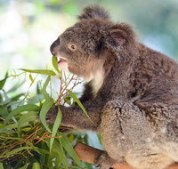 Blue Mountains Private Tour with Kangaroos  Koala Encounter
