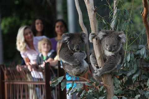 Australian Wildlife Tour At Melbourne Zoo Ticket - Surfers Paradise Gold Coast 2