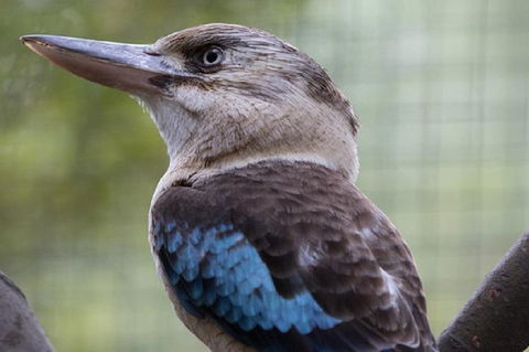 Australian Wildlife Tour At Melbourne Zoo Ticket - Surfers Paradise Gold Coast 4