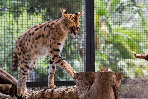 African Cat Encounter At Werribee Open Range Zoo - Surfers Paradise Gold Coast 3