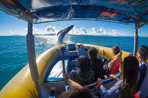 Ocean Rafting Tour To Whitehaven Beach, Hill Inlet Lookout & Top Snorkel Spots - Surfers Paradise Gold Coast 4