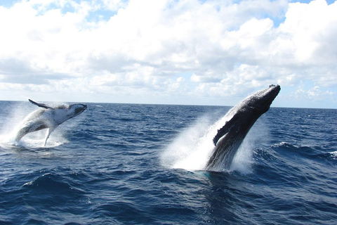 Tangalooma Island Resort Whale Watching Day Cruise With Dolphin Feeding - Surfers Paradise Gold Coast 1