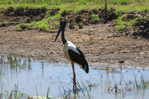 Darwin To Kakadu Day Trip By Air Including Yellow Water Cruise - Surfers Paradise Gold Coast 0