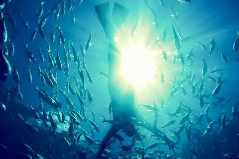 2-Day Whitsundays Sailing Adventure: SV Whitehaven - Surfers Paradise Gold Coast 1