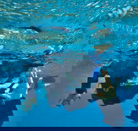 3 Day Whitsundays Sailing and Diving Adventure Kiana - Surfers Paradise Gold Coast