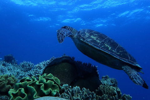 3 Day Whitsundays Sailing And Diving Adventure: Kiana - Surfers Paradise Gold Coast 2