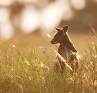 Sunset Blue Mountains Wilderness  Wildlife Tour without the crowds