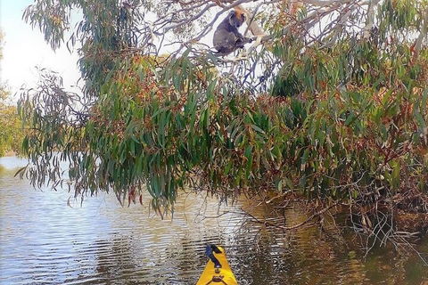 Kangaroo Island Self-Guided Kayaking On The Harriet River - Surfers Paradise Gold Coast 4