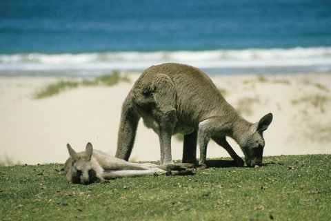 Great Ocean Road Highlights Tour - 2 Days, 1 Night - Surfers Paradise Gold Coast 2
