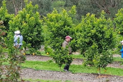 Dandenong Ranges And Rayners Orchard Tour From Melbourne - Surfers Paradise Gold Coast 2