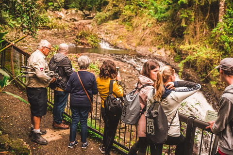 Full-day Springbrook National Park Tour From The Gold Coast - Surfers Paradise Gold Coast 0