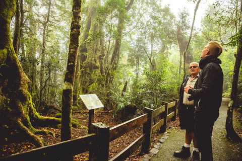 Full-day Springbrook National Park Tour From The Gold Coast - Surfers Paradise Gold Coast 1