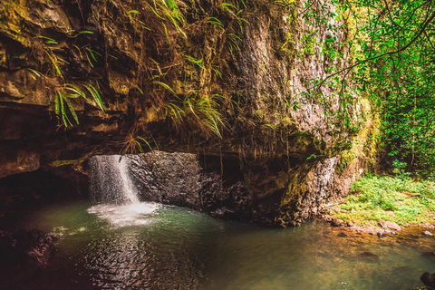 Full-day Springbrook National Park Tour From The Gold Coast - Surfers Paradise Gold Coast 4