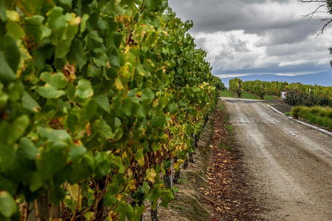 Yarra Valley Public Winery Tours - Surfers Paradise Gold Coast 2