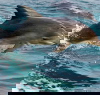1.5HR Mudjimba Island Wildlife Safari - Surfers Paradise Gold Coast