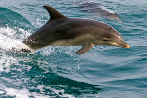 1.5HR Mudjimba Island Wildlife Safari - Surfers Paradise Gold Coast 0