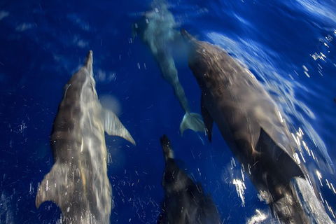 1.5HR Mudjimba Island Wildlife Safari - Surfers Paradise Gold Coast 3
