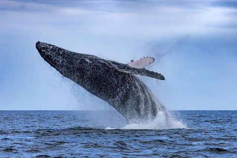 Adventure Whale Watching Tour Mooloolaba - Surfers Paradise Gold Coast 2