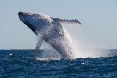 Adventure Whale Watching Tour Mooloolaba - Surfers Paradise Gold Coast 5