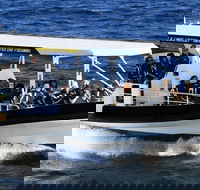Mooloolaba Whale Watching Tour - Surfers Paradise Gold Coast