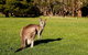 Full-Day Private Tour To Grampians From Melbourne - thumb 5