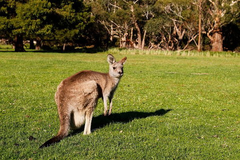 Full-Day Private Tour To Grampians From Melbourne - Surfers Paradise Gold Coast 5