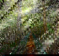 O'Reilly's  Lamington National Park from Gold Coast - Surfers Paradise Gold Coast