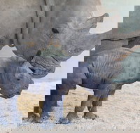 Croc Express to Australia Zoo from Gold Coast - Surfers Paradise Gold Coast