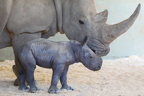 Croc Express To Australia Zoo From Gold Coast - Surfers Paradise Gold Coast 0