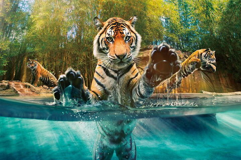 Croc Express To Australia Zoo From Gold Coast - Surfers Paradise Gold Coast 3