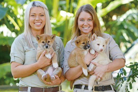 Croc Express To Australia Zoo From Gold Coast - Surfers Paradise Gold Coast 4
