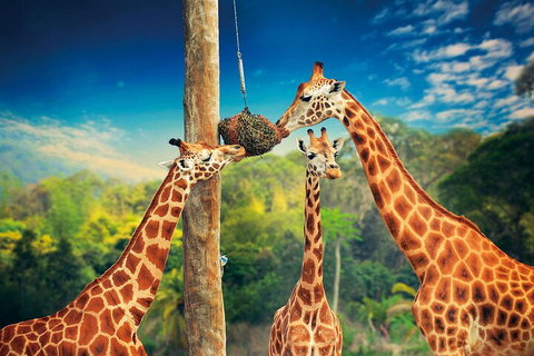 Croc Express To Australia Zoo From Gold Coast - Surfers Paradise Gold Coast 5