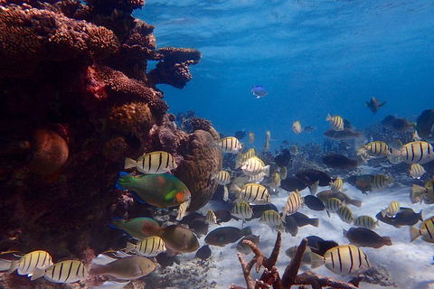Lagoon Explorer - Ningaloo Reef Full-Day Kayaking And Snorkeling Adventure - Surfers Paradise Gold Coast 2