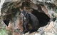 Inside The Greater Blue Mountains World Heritage - A Wildlife Safari Overnight - thumb 1