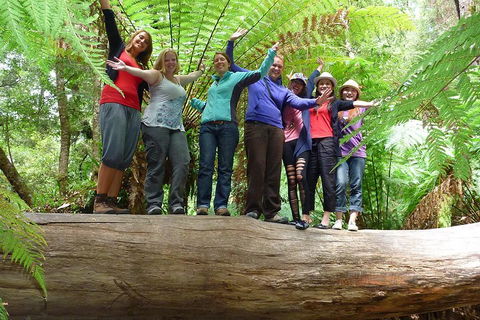 Mt Field National Park Active Day-Trip Including Bonorong And Mt Wellington - Surfers Paradise Gold Coast 3