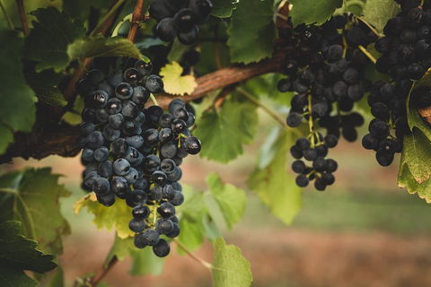Hideaway Private Tours Hunter Valley- Indulgence Wine Tour (Full Day) - Surfers Paradise Gold Coast 3