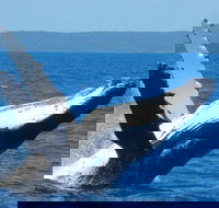 Mooloolaba Whale Watching Tour - Surfers Paradise Gold Coast
