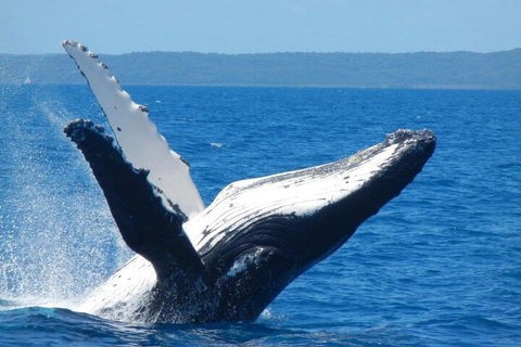 Mooloolaba Whale Watching Tour - Surfers Paradise Gold Coast 0