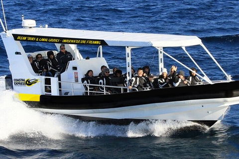 Mooloolaba Whale Watching Tour - Surfers Paradise Gold Coast 1