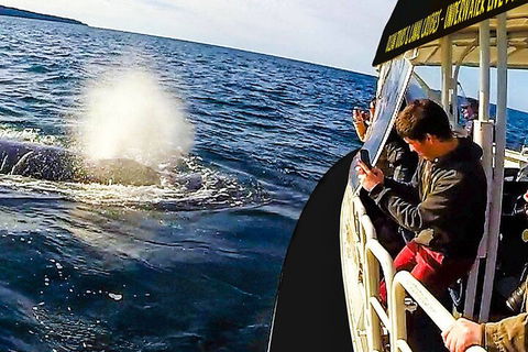 Mooloolaba Whale Watching Tour - Surfers Paradise Gold Coast 2