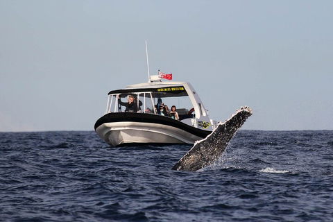 Mooloolaba Whale Watching Tour - Surfers Paradise Gold Coast 3