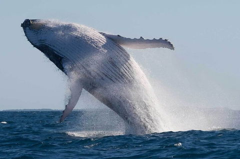 Mooloolaba Whale Watching Tour - Surfers Paradise Gold Coast 4