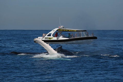Mooloolaba Whale Watching Tour - Surfers Paradise Gold Coast 5