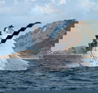 Byron Bay Whale Watching Cruise - Surfers Paradise Gold Coast